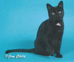 Heidi Dot