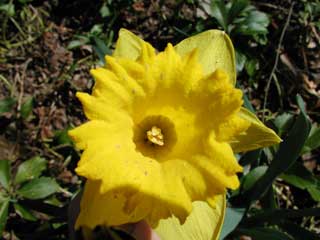 Daffodil 3-21-02