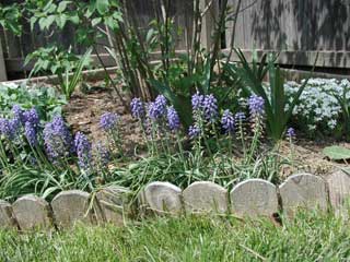 Grape Hyacinth 4-18-02