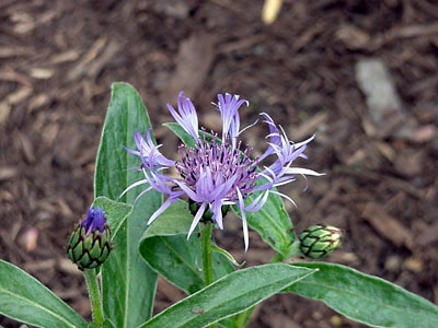 cornflower