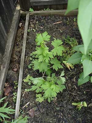 Delphinium "Black Knight"