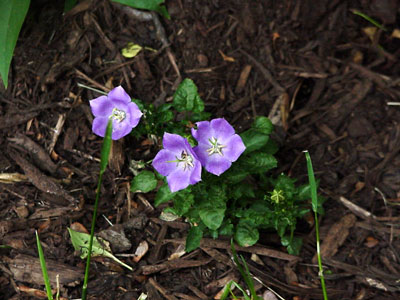 harebells