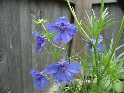 larkspur