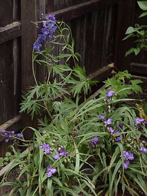 Larkspur and Spiderwort