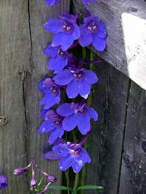 Larkspur 6/7/01