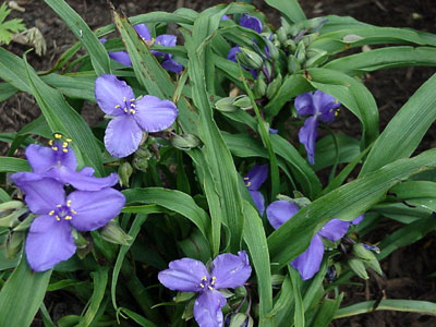 spiderwort